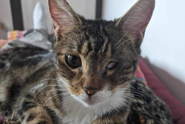 Disappearance alert Cat Female , 3 years Boulogne-sur-Mer France Disappearance alert Cat Female , 3 years Boulogne-sur-Mer France