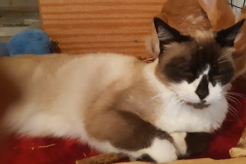 Alerte Disparition Chat  Mâle , 14 ans Mazingarbe France