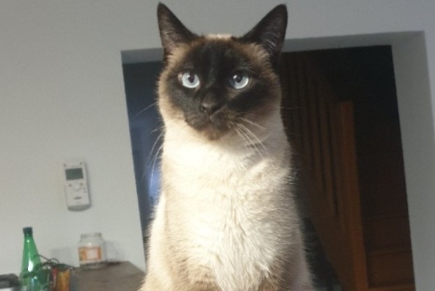 Alerte Disparition Chat  Femelle , 5 ans Méricourt France