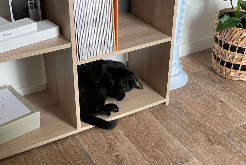 Alerte Disparition Chat  Mâle , 15 ans Liévin France