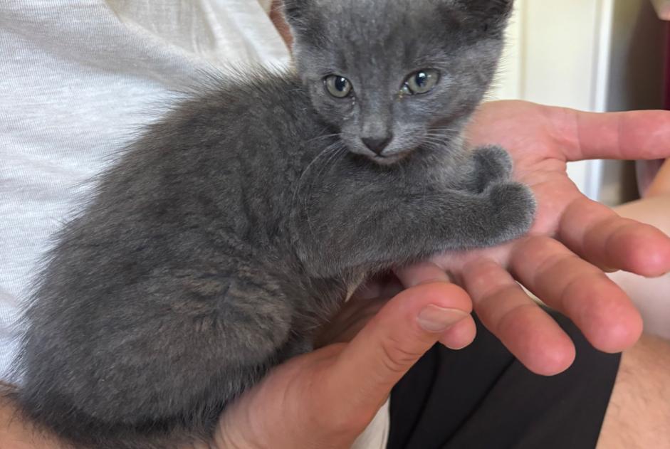 Alerte Découverte Chat Inconnu Camblain-l'Abbé France Alerte Découverte Chat Inconnu Camblain-l'Abbé France