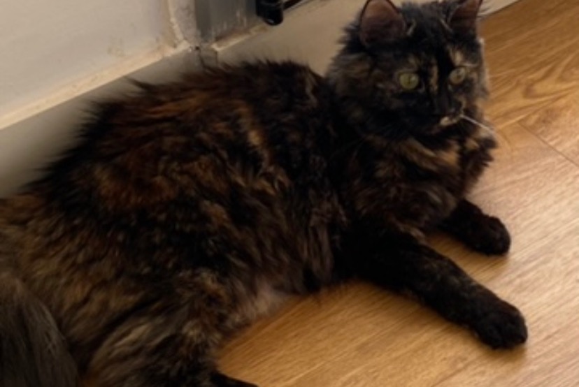 Alerte Disparition Chat Femelle , 3 ans Béthune France Alerte Disparition Chat Femelle , 3 ans Béthune France