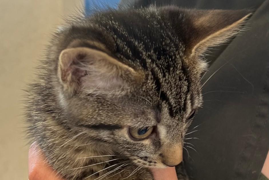 Alerte Découverte Chat Mâle Athies France