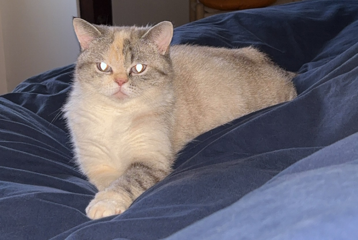 Alerte Disparition Chat Femelle , 1 ans Villers-Sir-Simon France Alerte Disparition Chat Femelle , 1 ans Villers-Sir-Simon France
