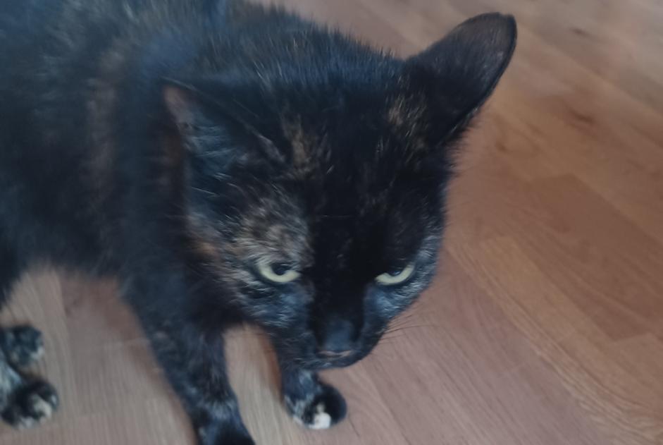 Alerte Découverte Chat croisement  Femelle Lens France