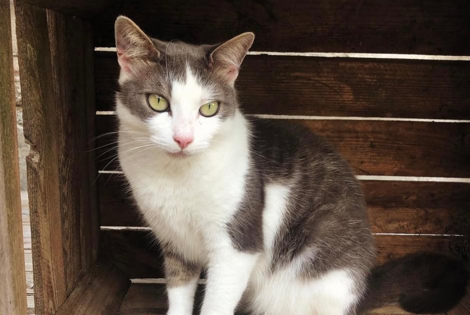 Alerte Disparition Chat Femelle , 6 ans Bruay-la-Buissière France