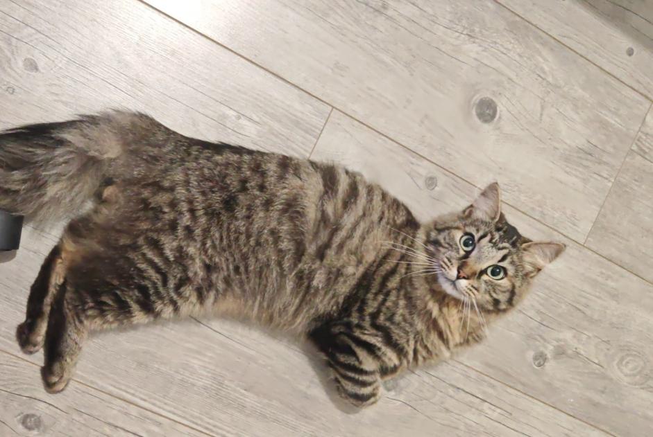Alerte Disparition Chat croisement  Mâle , 2 ans Loos-en-Gohelle France