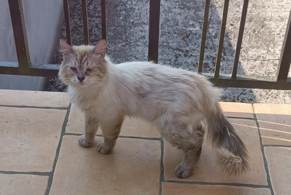 Alerte Découverte Chat croisement  Mâle , 5 ans Drocourt France
