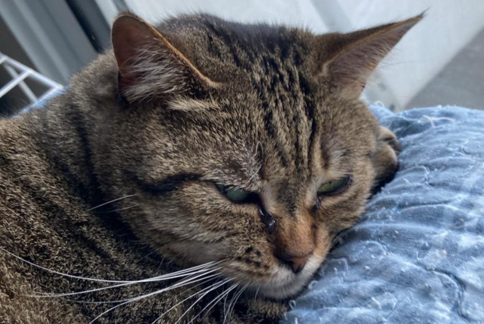 Verdwijningsalarm Kat  Vrouwtje , 12 jaar Verquin Frankrijk