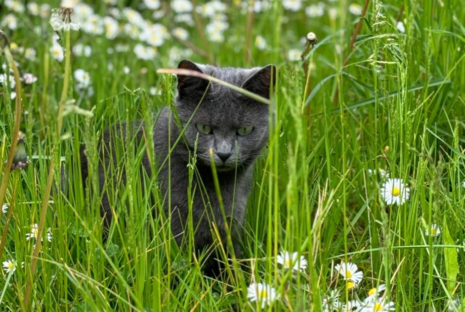 Alerta desaparecimento Gato Fêmea , 6 anos Avesnes-le-Comte France Alerta desaparecimento Gato Fêmea , 6 anos Avesnes-le-Comte France